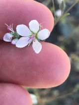 Hesperolinon californicum