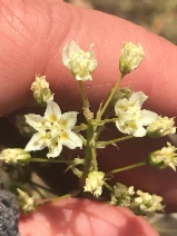 Toxicoscordion fontanum
