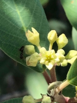 Frangula californica ssp. tomentella