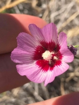 Sidalcea diploscypha