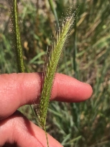 Hordeum brachyantherum ssp. californicum