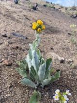 Senecio astephanus