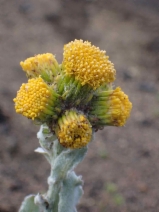 Senecio astephanus