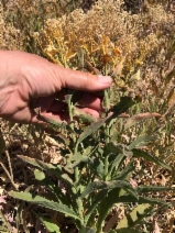 Lepidium chalepense