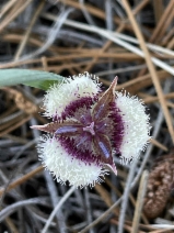 Calochortus elegans