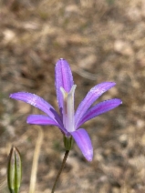 Brodiaea coronaria