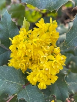 Berberis aquifolium var. dictyota