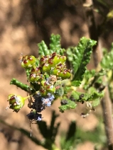 Ceanothus papillosus
