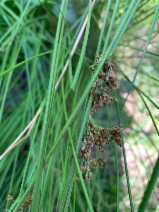 Carex deweyana ssp. leptopoda