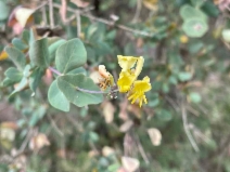 Lonicera interrupta - Calflora