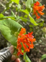 Lonicera ciliosa