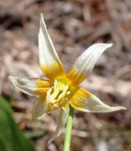 Erythronium purpurascens