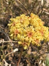 Eriogonum umbellatum var. polyanthum