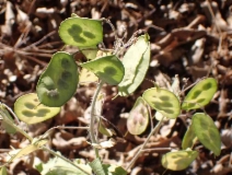 Lunaria annua