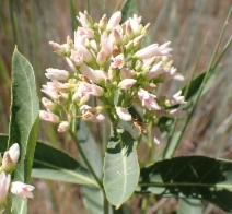 Apocynum cannabinum