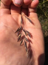 Festuca idahoensis
