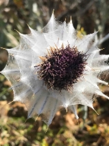 Cirsium pastoris