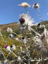 Cirsium pastoris