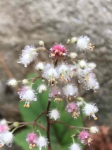 Heuchera pilosissima