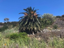 Phoenix canariensis