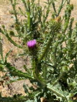 Onopordum acanthium