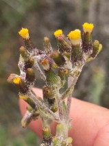 Senecio glomeratus