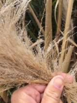Cortaderia jubata