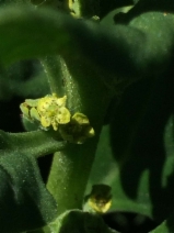 Tetragonia tetragonoides