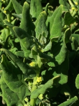 Tetragonia tetragonoides