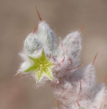 Hollisteria lanata
