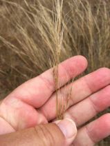 Stipa manicata