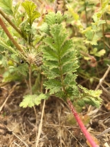 Horkelia californica var. californica