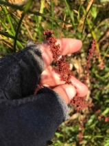 Rumex salicifolius var. crassus