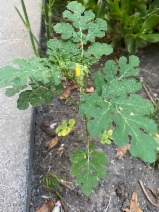 Solanum rostratum