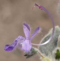 Trichostema ovatum