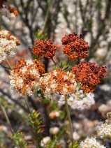 Eriogonum fasciculatum