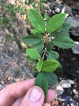 Cotoneaster franchetii