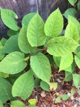 Fallopia japonica