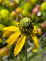Rudbeckia glaucescens