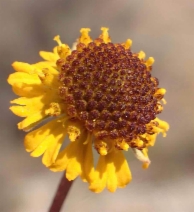 Helenium puberulum