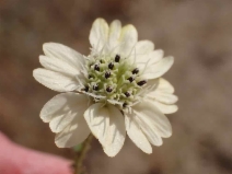 Blepharizonia laxa