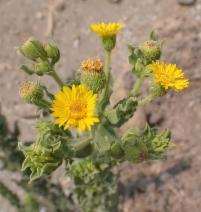 Heterotheca grandiflora