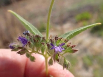 Trichostema rubisepalum
