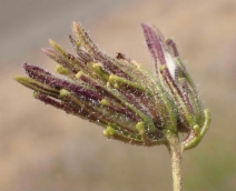 Cordylanthus rigidus ssp. rigidus