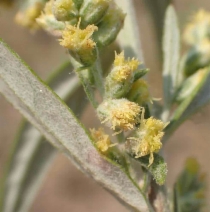Artemisia douglasiana