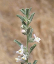 Antirrhinum leptaleum
