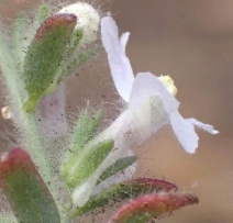 Antirrhinum leptaleum