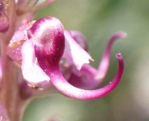 Pedicularis groenlandica