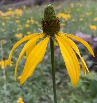Rudbeckia californica