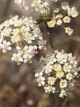 Perideridia gairdneri ssp. gairdneri